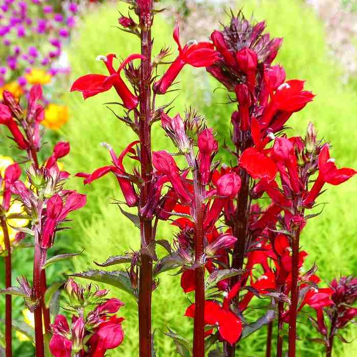 サワキキョウ　4鉢 楽天市場】沢桔梗 (サワギキョウ)※2025年、開花終了。地上部を