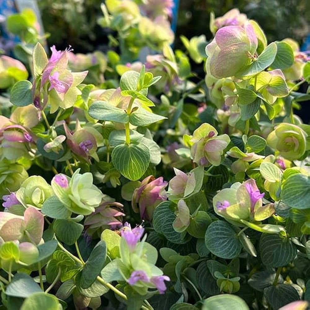 発色綺麗♡ケントオレガノビューティ 切り花 8本 花20以上 楽天市場】草花の苗/花オレガノ：ケントビューティー3号ポット2