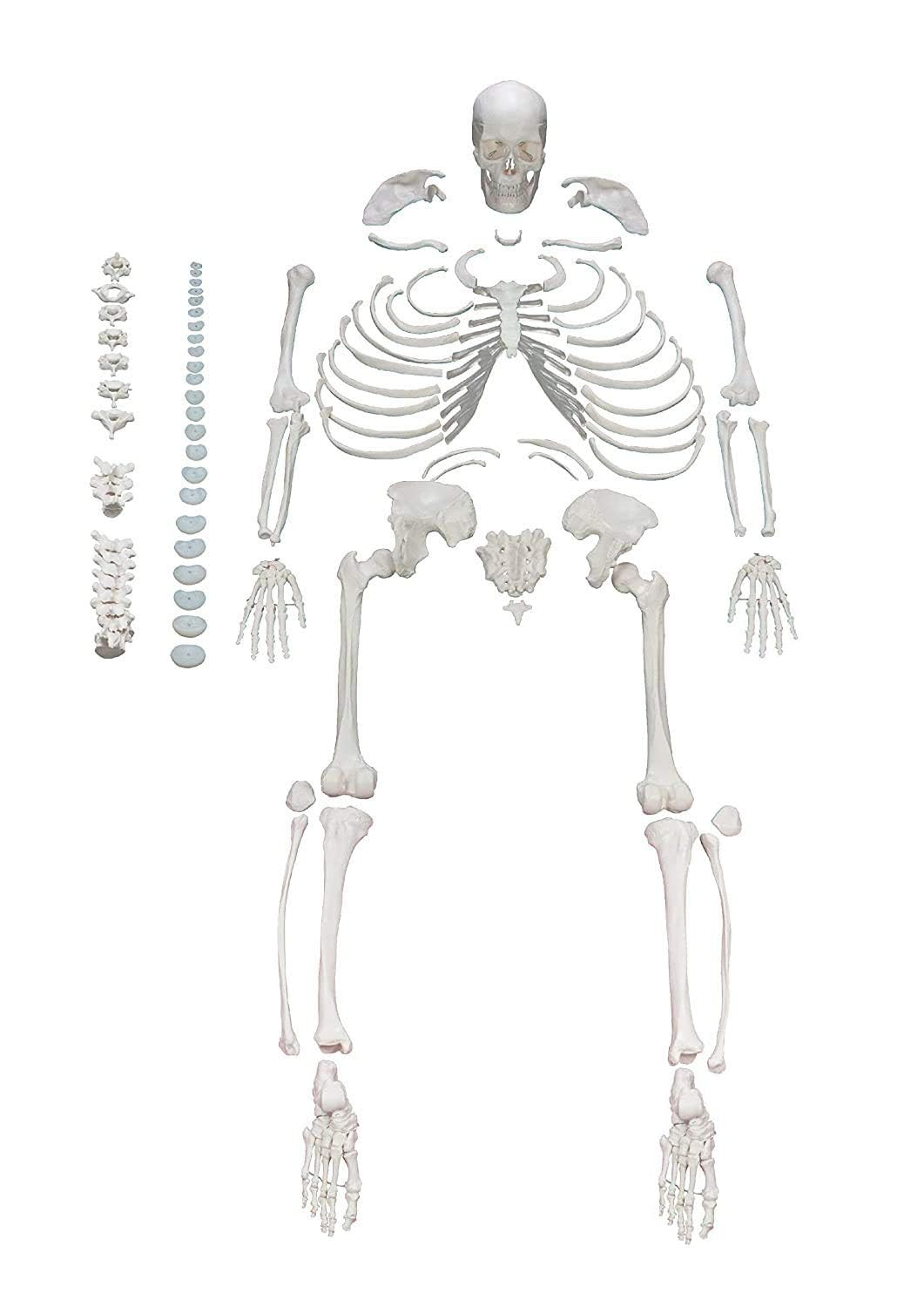 LABZIO Life-Size Bilateral Disarticulated Human Skeleton Model 5 ft 9 inch | Premium Bone Set with Movable Jaw for Anatomy & Medical Study | Educational Tool for Students, Teachers & Medical Schools