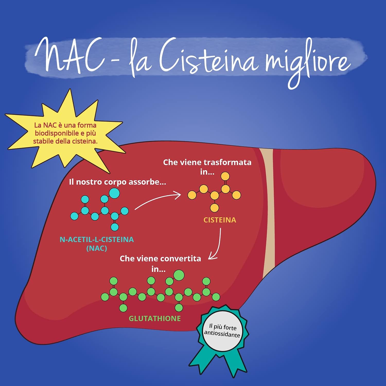 Vegavero NAC Supplement | 100% Pure NAC N-Acetyl-Cysteine 6 61MzdTM3HoL. AC SL1500 -