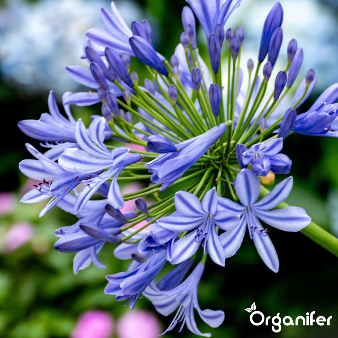 Agapanthus Płynny Nawóz - 3x1L - NPK 2-1-8 | Nawóz Płynny Do Obfitych Kwiatów I Zdrowych Liści - Wzmacnia Korzenie I Odporność - Organifer