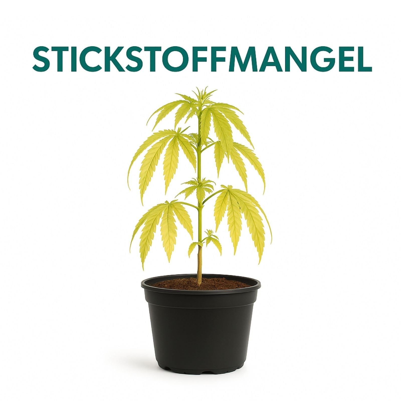 Weedness BioBizz Bio Grow 10 litrów – naturalny nawóz do uprawy pomidorów w płynie orchidee bonsai organiczny NPK