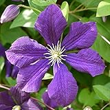 花ひろばオンライン クレマチス エトワールバイオレット 紫色 苗｜Amazon