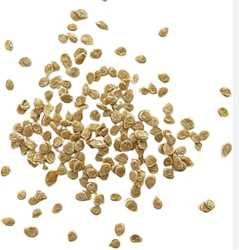 Miniatura 3 de Semillas de tomate Rainbow Cherry  20 semillas  Colores impresionantes y deliciosos tomates para cultivo en casa, sin OGM, sin neonicotinoides.