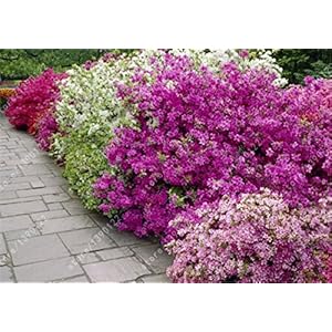 20Pcs/bag giapponese semi azalee, rododendri azalee, semi di fiori albero semi di fiore 15 colori bonsai DIY Plant seed Home Garden