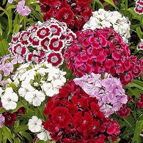Sweet William Mixed Seeds for Your Garden Cover