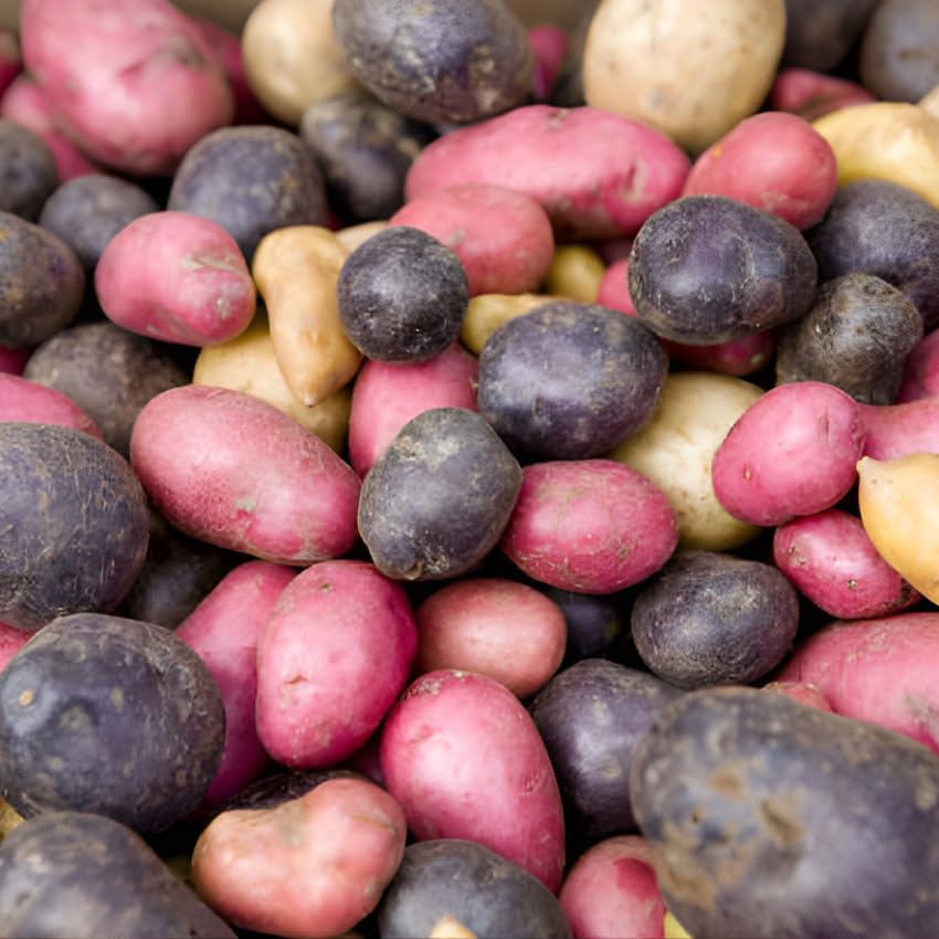 2 Mixed Color Potato Seeds for Planting, Red - Purple - Yukon Gold Potatoes, 2 Lbs, Non GMO, Great for Home Gardens, Container Growing, Fresh Cooking & Culinary Use
