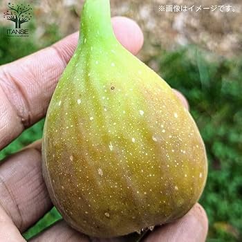 Amazon.co.jp: イチジクの苗木 品種：バナーネ【品種で選べる果樹苗木