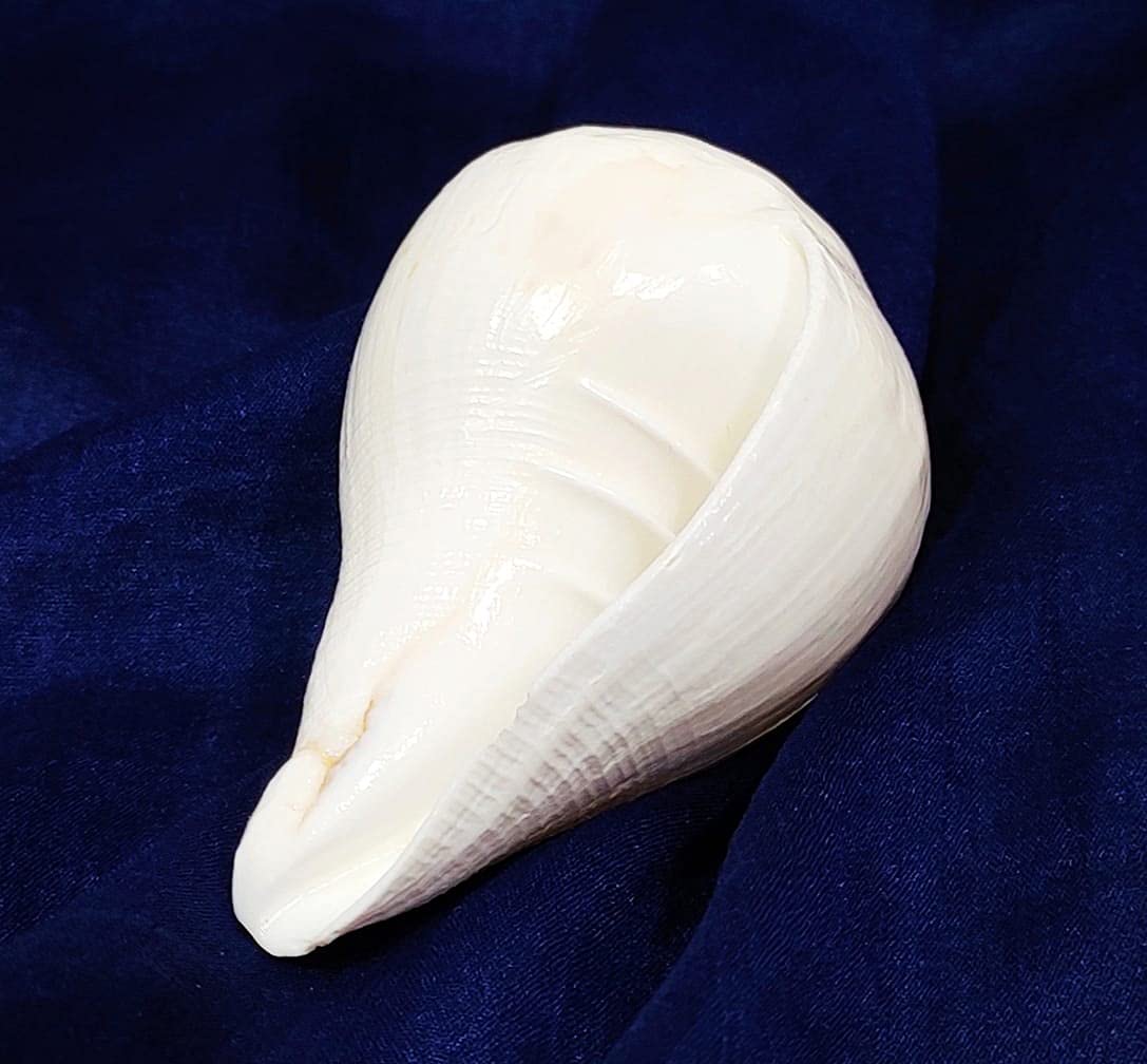 Festival Indian Shankh for Pooja/Blowing Shankh for Pooja Original Conch Shell/Padam Vishnu Blowing Shankh / 10,2 cm reines Weiß von Indian Collectible