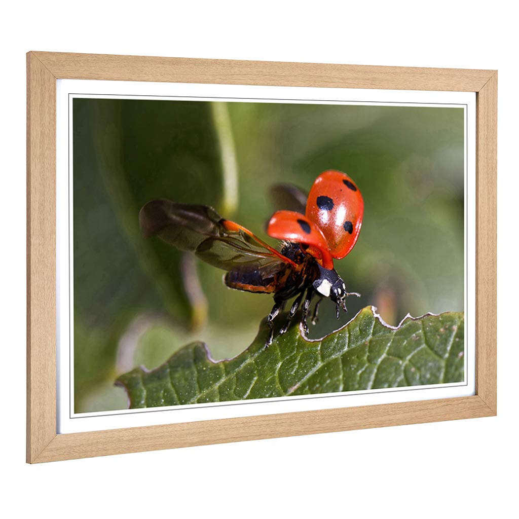 Big Box Art Framed Print of Ladybird Taking Flight Design | Wall Art Picture | Home Decor for Kitchen, Living, Dining Room, Lounge, Bedroom, Hallway, Office, Oak, A2 / 24.5x18 Inch / 62x45cm