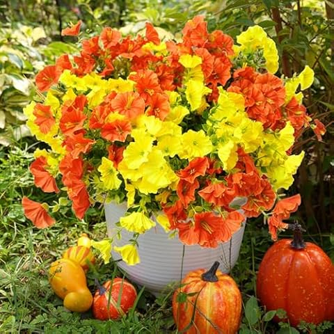 maxkes Artificial Flowers for Outdoors, UV Resistant Fake Silk Morning Glory, Realistic Faux Plants for Outside Porch Patio Window Box Hanging Planter (16, Orange Yellow) Cover