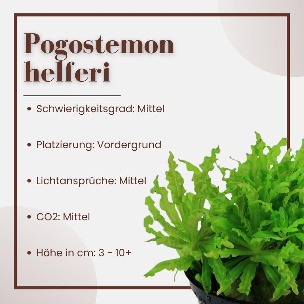 AquaOne Pianta per acquario, 10 pezzi, Pogostemon helferi, pianta acquatica, per acquario, copertura del terreno, facile da pulire, decorazione Aquascaping