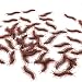 LovesTown 50 pcs Fake Centipedes,Toy Centipede Plastic Centipede Joke Toys for Prank Stuff Party Supplies