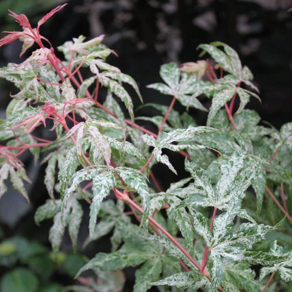 Japanese Maple Acer palmatum 'Uki-gumo' Tree 60/80cm Tall