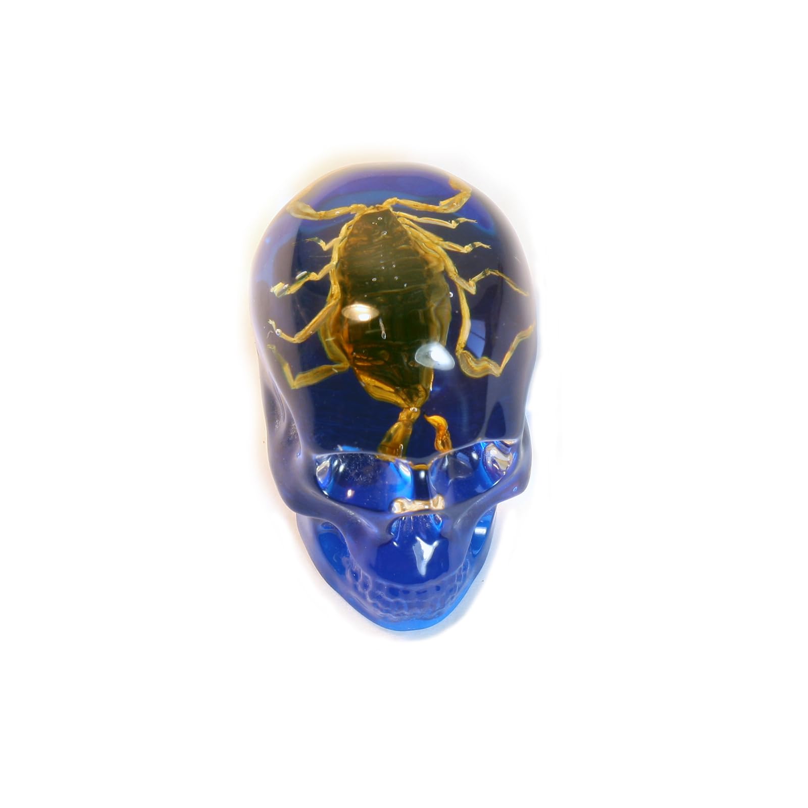 REALBUG Real golden scorpion in an acrylic skull with magnet on blue background