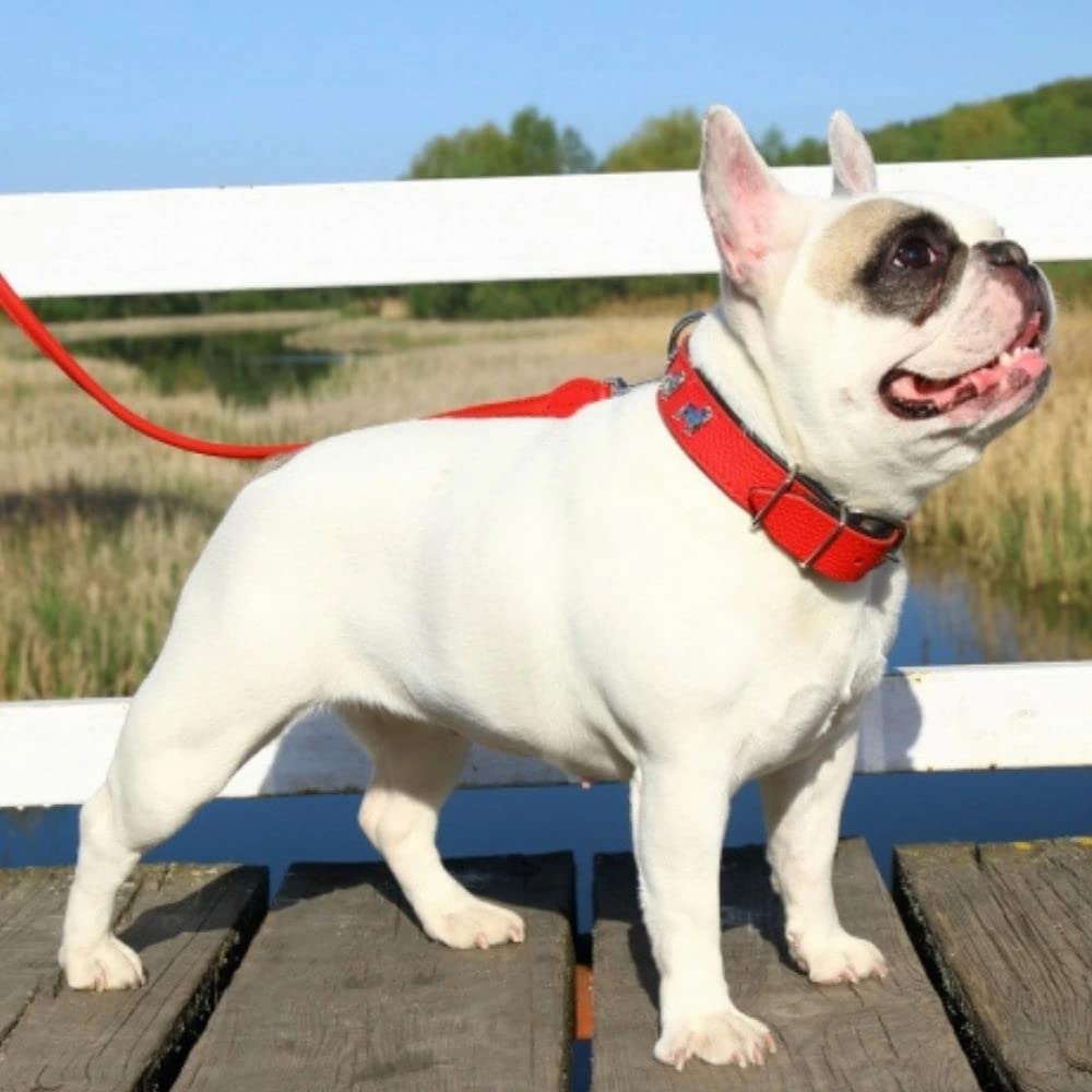 Amazon | 【ZOOleszcz】フレンチブルドッグのデザイン 革製 本革 首輪