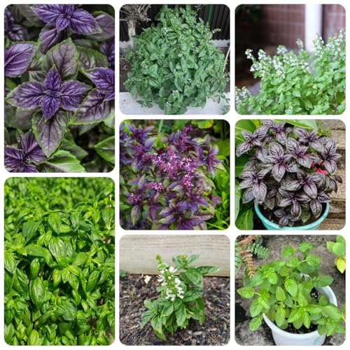 Generic Purple Basilikum Samen 300pcs