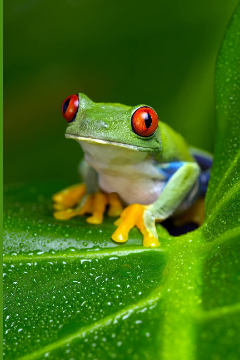 Notebook: Red Eyed Tree Frog