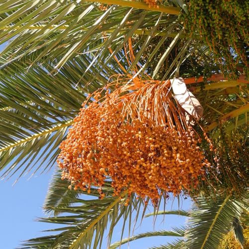 semi di palma da dattero - decorazione ufficio biologici appartamento resistenti rare vecchie varietà 150pcs