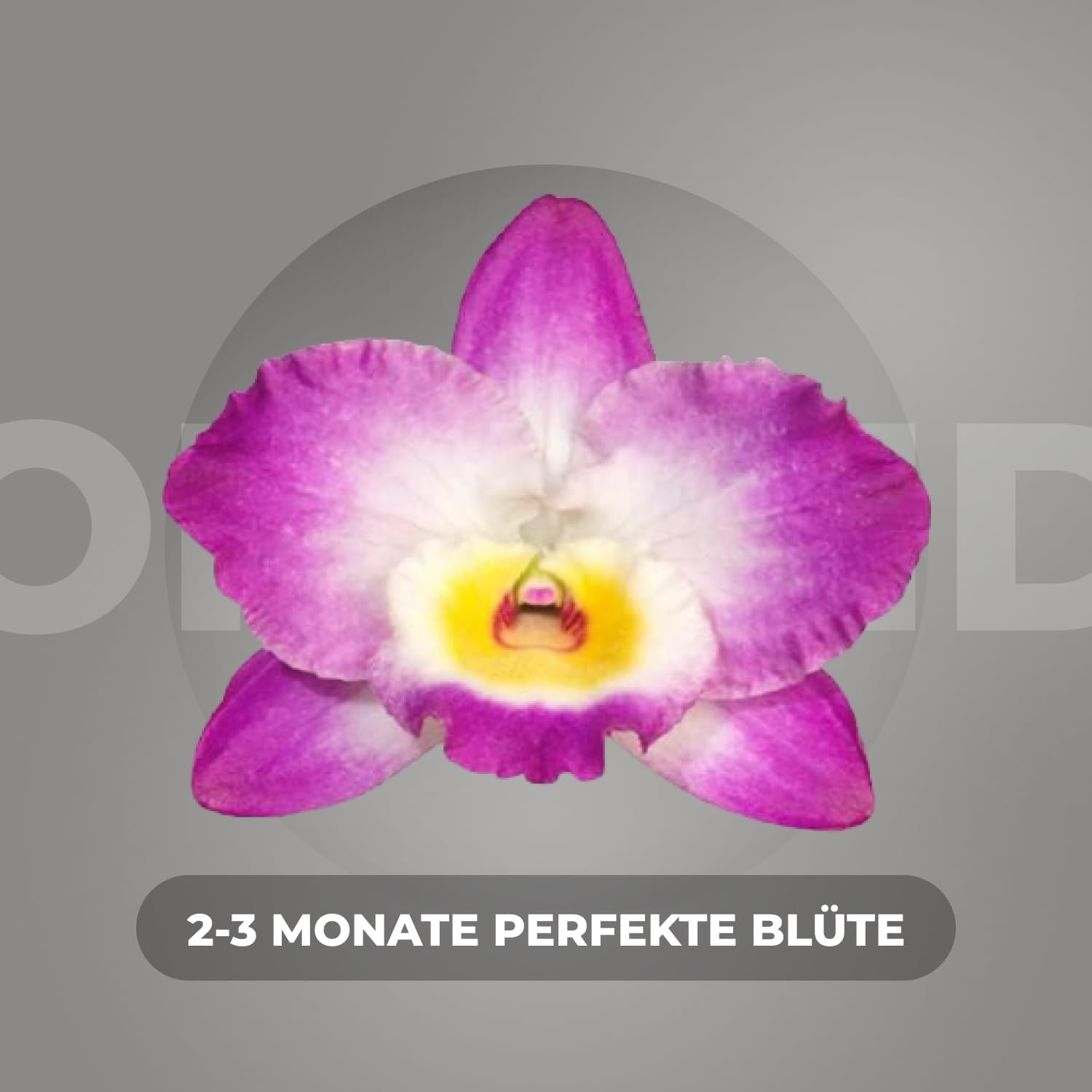 Orchideen Echte Pflanzen Bambus Dendrobium Akatsuki Nobile - 2 große Zimmerpflanzen aus Holland - 30-40 cm hoch - mit Blüten und duftend (Nicht künstlich, ohne Dünger und Topf, keine Samen)