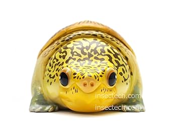 【動物の惑星】レア★メキシコハコガメ★188体限定!フィギュア 動物の惑星】レア☆メキシコハコガメ☆188体限定!フィギュア