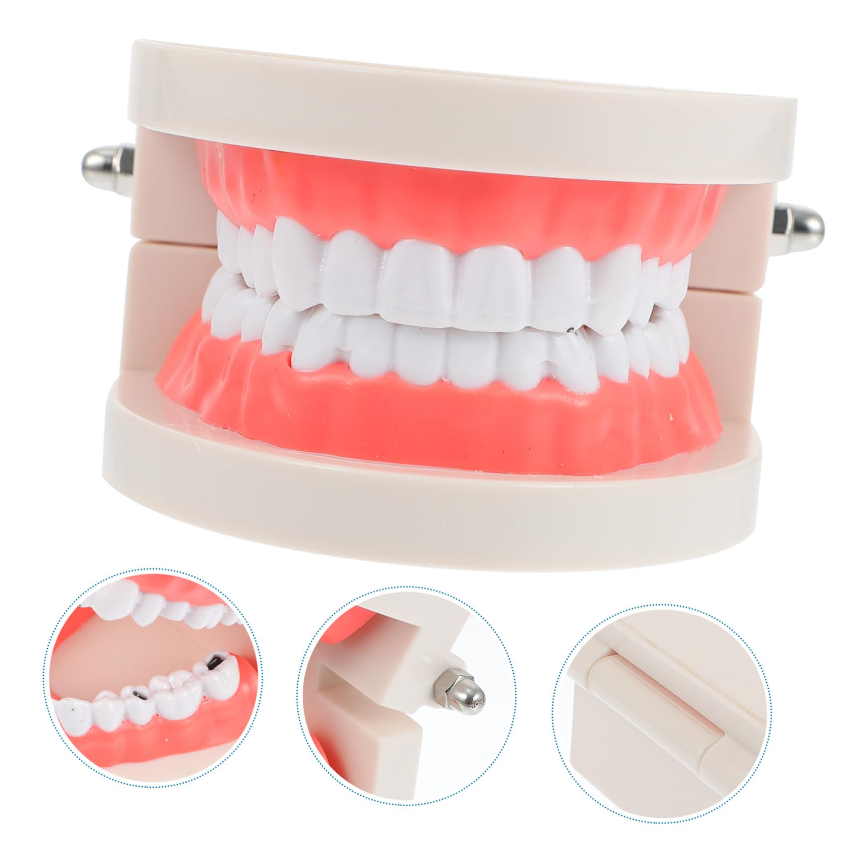 MAGICLULU Modèle de Dents pour Coordination Main-œil Blanc Éducatif en Résine Jouet Pédagogique pour Garçon et Filles pour École et Démonstration de Brossage Dentaire
