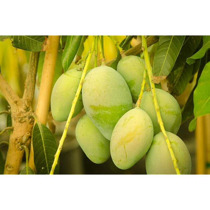 Buy Florona Rare Dwarf Hybrid Grafted Mango Live Plant Mangifera indica