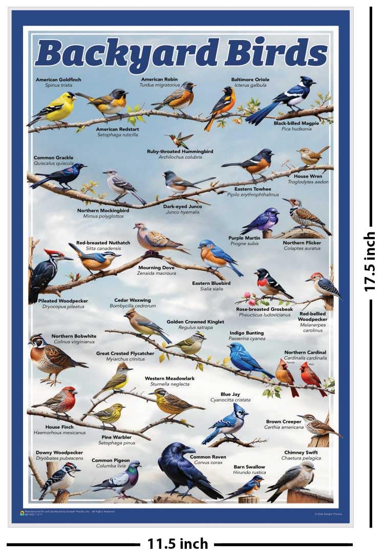 Amazon.com: Scorpio Posters Backyard Birds Educational Poster