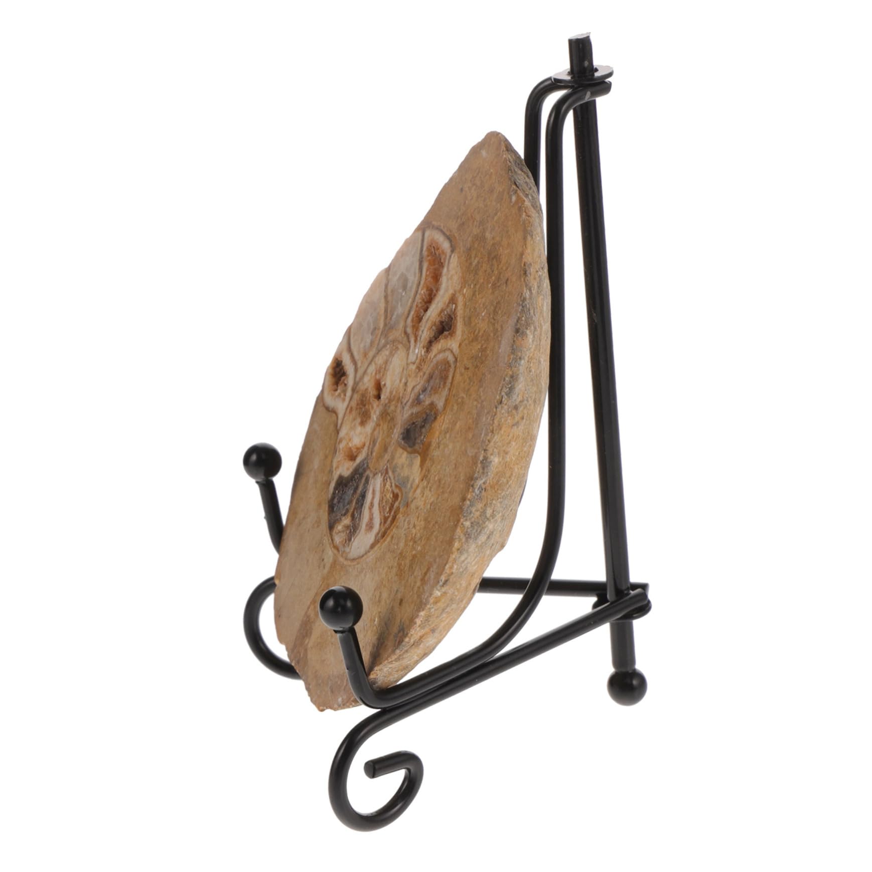 BUGUUYO Ammonite Ammonite Models Ammonite Decoration Ammonite Decor for Table Decor Ammonite Decor for Collection Ammonite Decor for Ammonite Decor for Learning