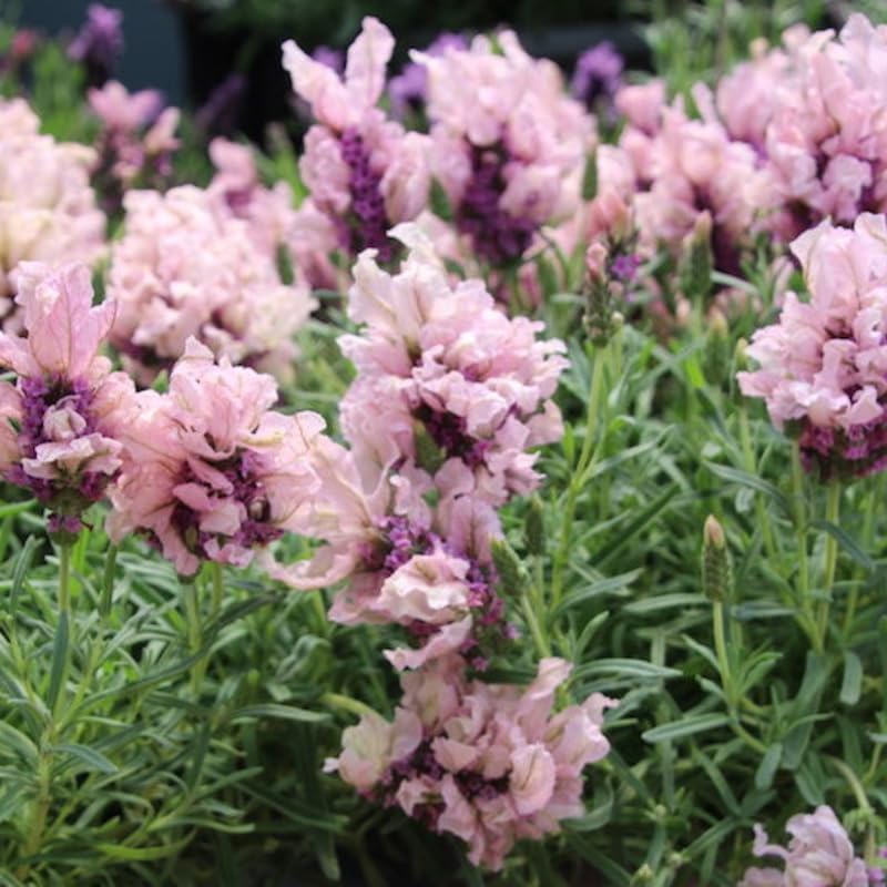 1 Live Lavender Flowers, Live Lavender Plant Outdoor, 1-2 Inch Tall, Start Plant, Fragrant Herb Flower Tree - Pink