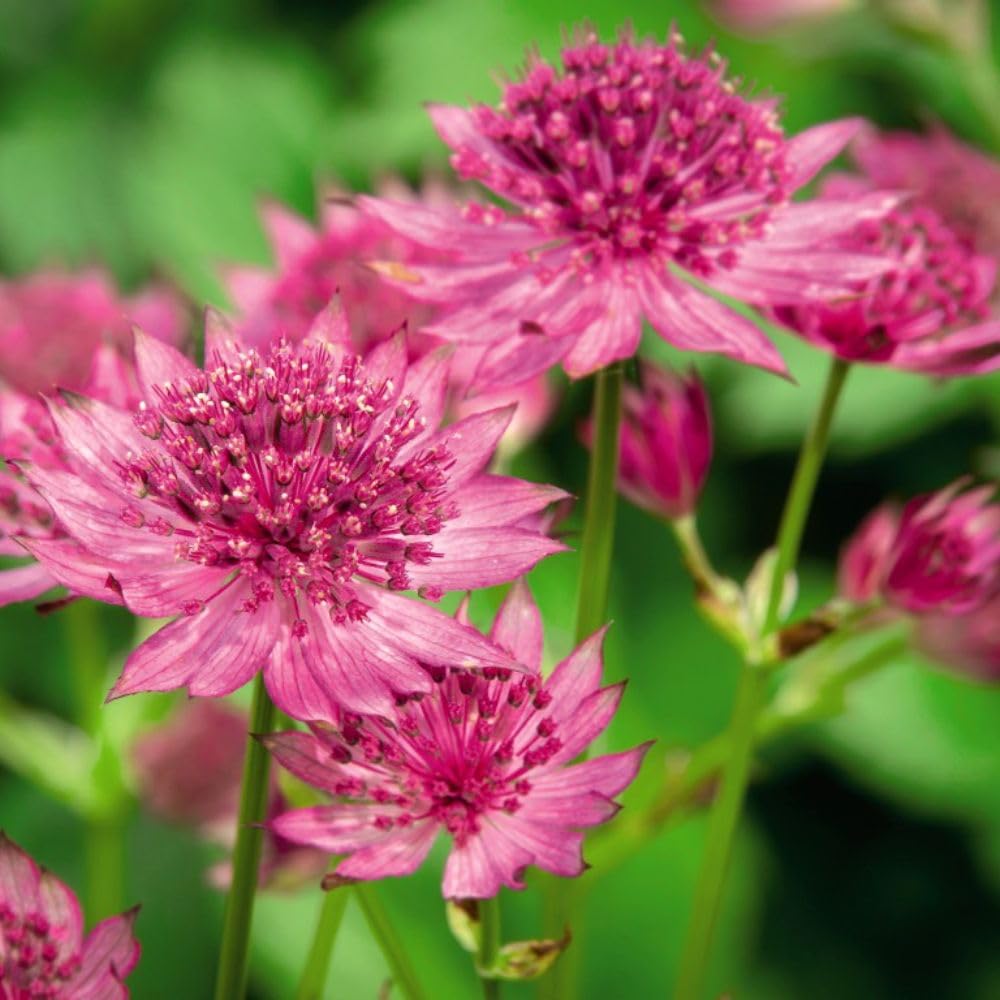 Astrantia Major 'Roma' - Hardy Perennial with Delicate Pink Pincushion Flowers - Awarded RHS AGM - Ideal for Cottage Gardens – 1x 3 Litre Potted Plant by Thompson & Morgan