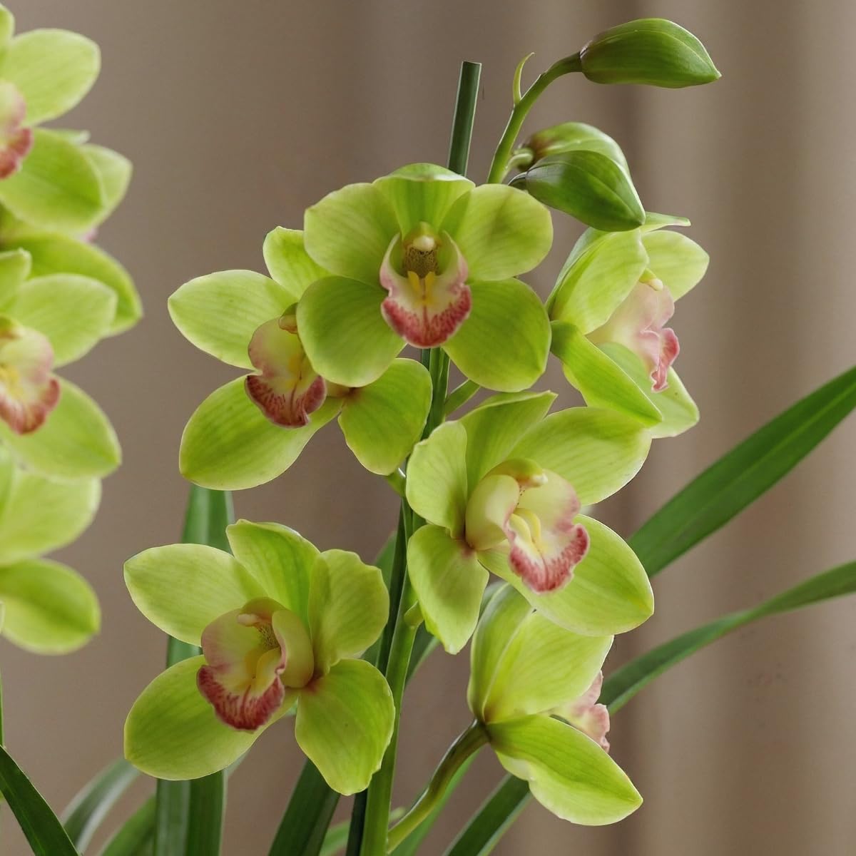 Orchidée Cymbidium Vert 1 Plante Intérieur Naturelle 60-70 cm Floraison Parfumée Hollande