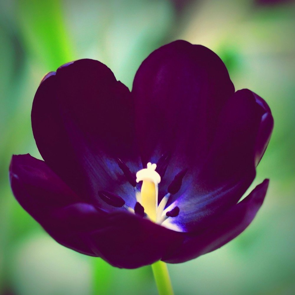 Regina della Notte Tulipano Viola Scuro Interno Esterno Bulbi Fioritura Primaverile Piante