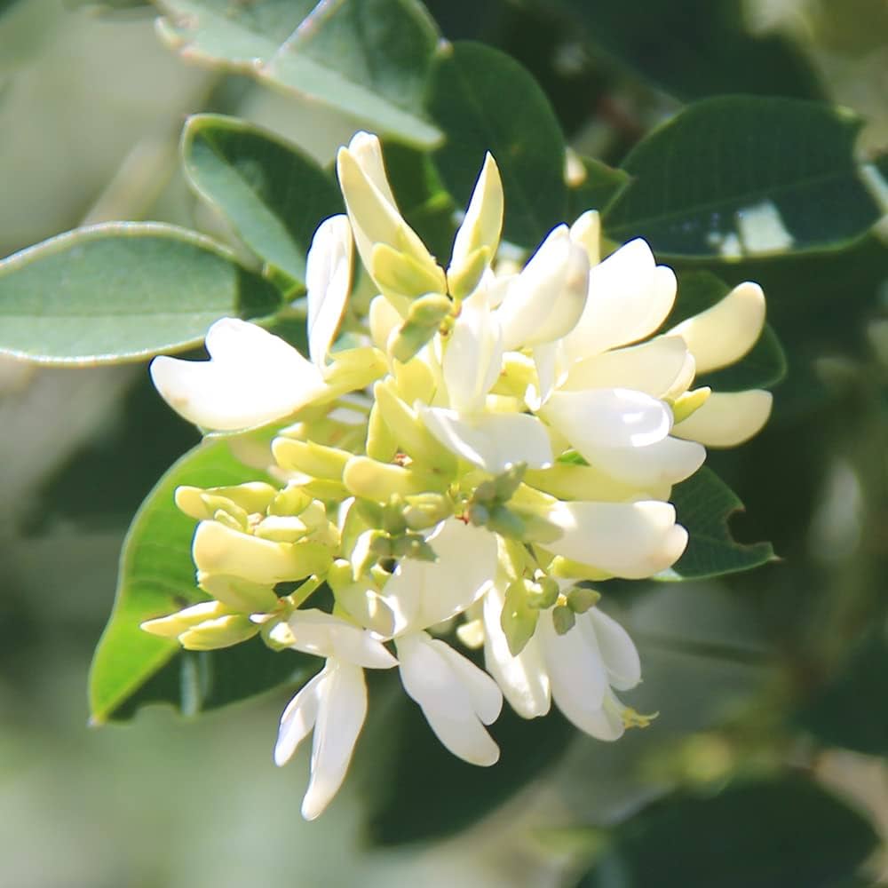 【花入19】萩4  一重切　高さ23.5㎝ 花入19】萩4 一重切 高さ23.5㎝ 楽天市場】竹一重切花