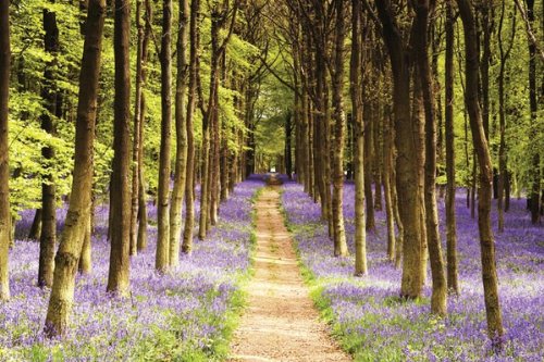 Maxi Poster Woodland Path 91,5 x 61 cm