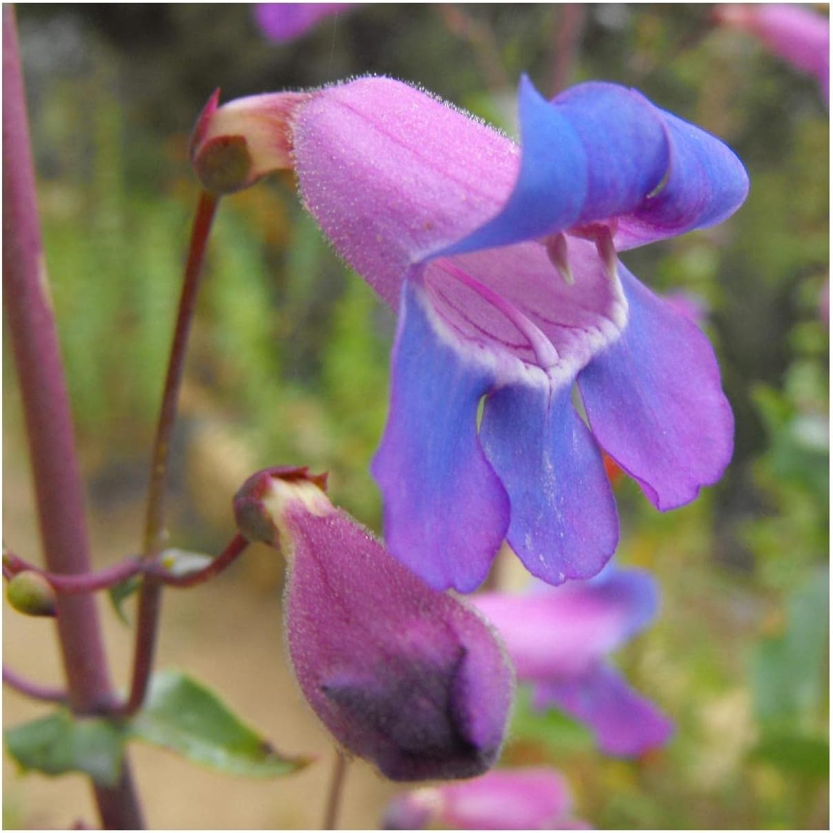 Everwilde Farms - 1/4 Lb Showy Penstemon Native Wildflower Seeds - Gold Vault