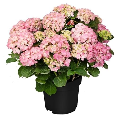 Hortensia Rosa Planta Natural con Flores Exóticas y Llamativas