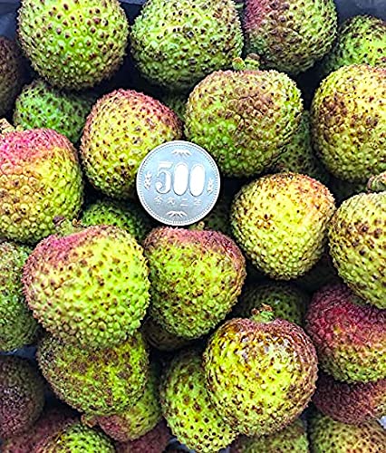 妃子笑 生ライチ4kg Amazon.co.jp: 【空輸 冷蔵】幻のライチ「妃子笑」 グリーンライチ 生