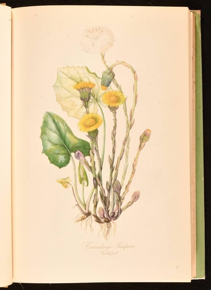 Elsa Flesko 植物図鑑　Wild Flowers 1956 ボタニカル 1956年 Wild Flowers by Elsa Maria Felsk（1956 A Book of Wild