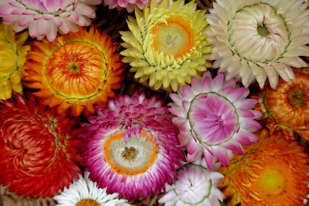 Golden Hills Farm Helichrysum Flower Seed, Strawflowers, Paper Daisy Mixed, Xerochrysum bracteatum 200-500 seeds (B0BR3NMSJ9) Amazon Price History, Amazon Price Tracker