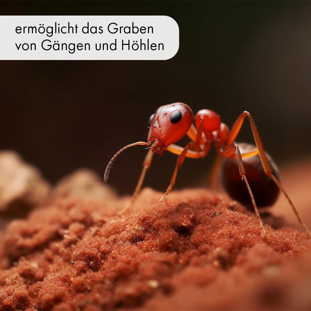 Grabfähiger Terrariensand ROT 10 Kg oder 25 Kg - ermöglicht das Graben von Höhlen und Gängen - Terrarium Sand für Reptilien, Wirbellose, Nager, Kaninchen UVM. (25 Kg)