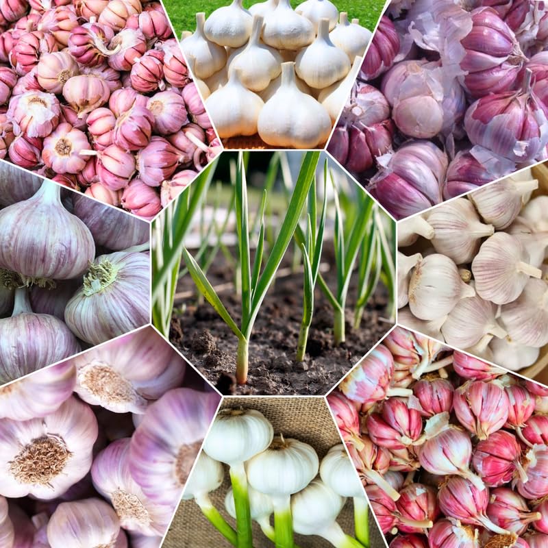1 Lb Random Garlic Bulbs for Planting, Hardneck Garlic for Garden or Raised Beds, High-Yield Fresh Hardy Garlic Cloves