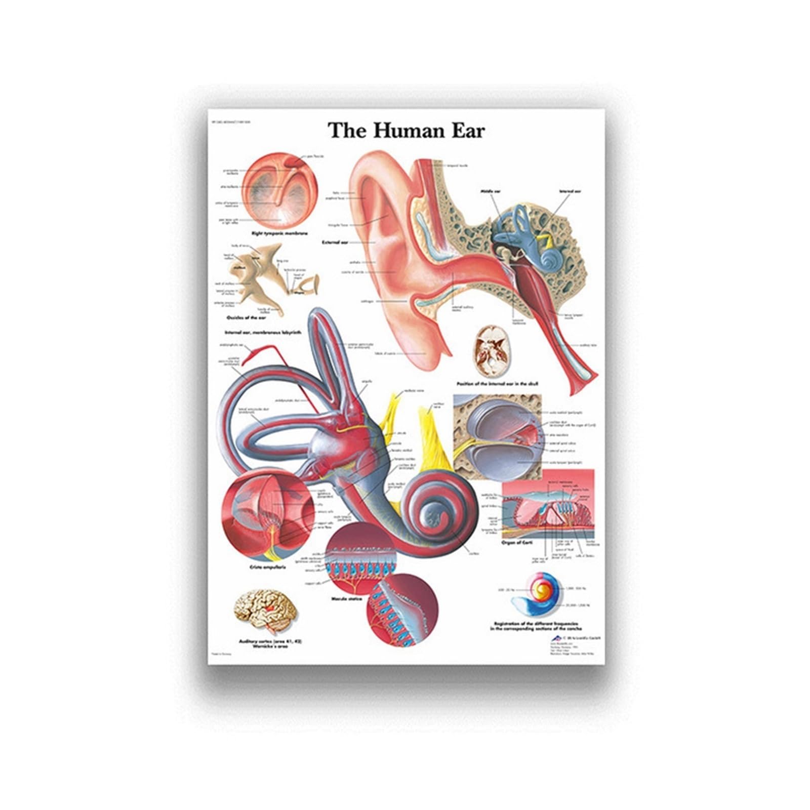 Anatomia człowieka System mięśni Art Canvas Painting, Body Picture and Poster Decoration Medycyna rodzinna Edukacja, bezramowe(8,60X90cm Unframed)