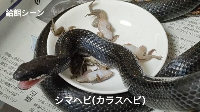 Amazon | 冷凍餌 10匹 餌用カエル ヌマガエル エサ用 急速冷凍