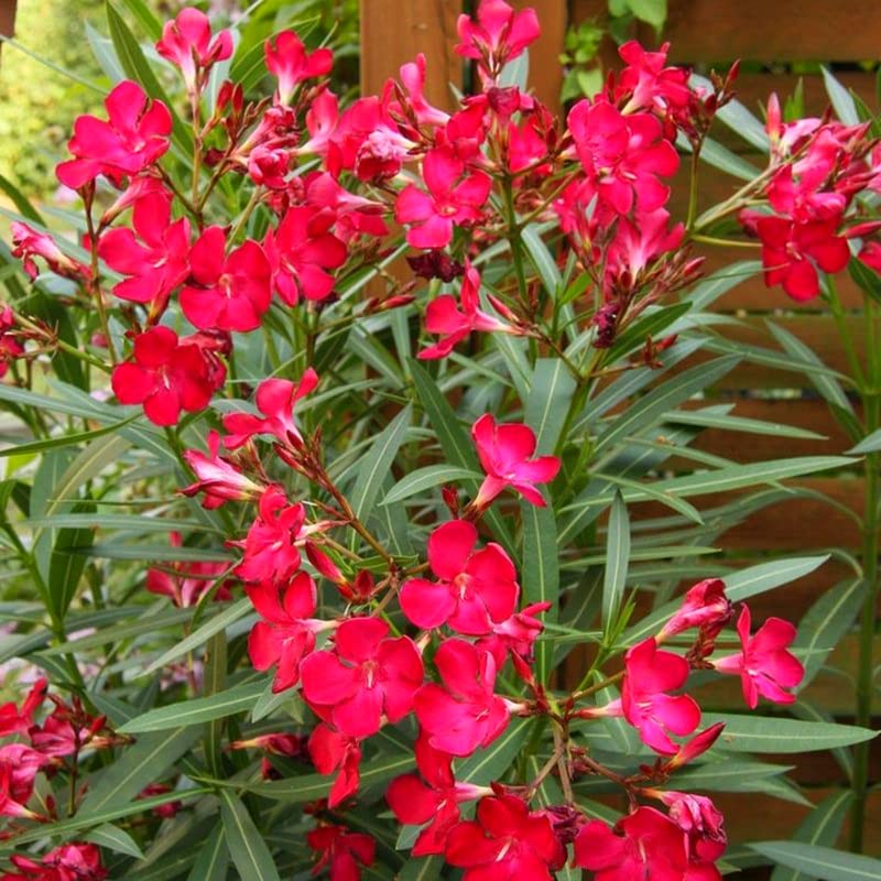 2 Pink Oleander Plants Live, 3 Inc and 5 Inc Tall, Fragrant Flower Live Plant, Live Oleander Plant, Oleander Live Plant Indoor, Ready to Plant