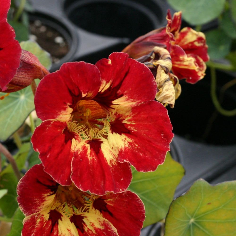 Nasturtium majus 'Crime Scene' Seeds – Bold Red & Gold Flowers, Easy to Grow, Edible, Bee Friendly – Half-Hardy Annual, 1 x Packet 20 Seeds Packet by Thompson & Morgan