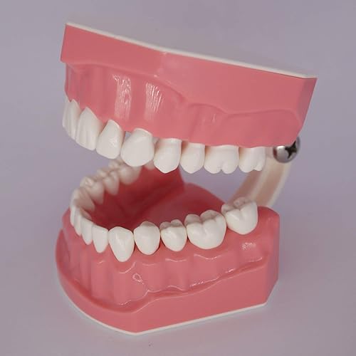 Miniatura 5 de Modelo de dientes dentales para educación del paciente modo tipodont práctica de cepillado demostración enseñanza estudio tamaño estándar 11