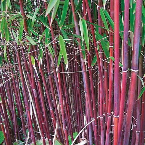 90pcs red Phyllostachys Bamboo Tree Seeds