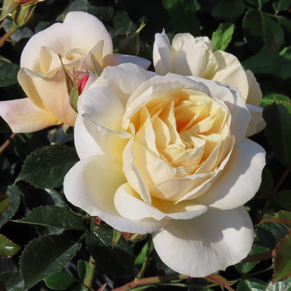 YouGarden Harkness Rose 'Rest In Peace', Established 4 Litre Pot, Yellow Floribunda Repeat Flowering Gift