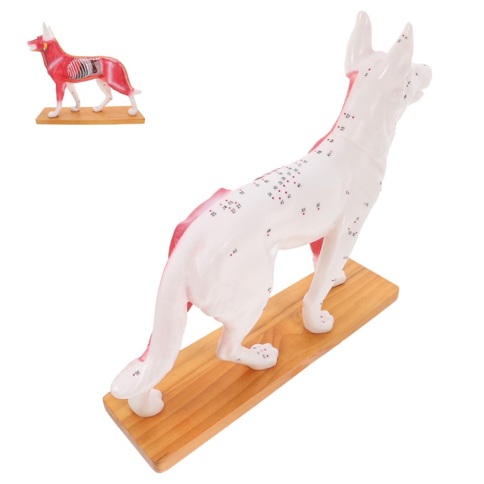 YNIYUJKL Dog Acupuncture Model With 72 Acupoints, Canine Animal Anatomy Model For Acupuncture, Moxibustion & Vet Training, Veterinary Teaching Tool